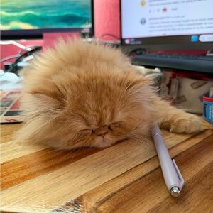 Meet your Posher, Melissa 🤗